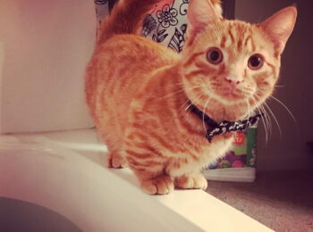 CASH REWARD FOR INFO OR RETURN OF LOST CAT